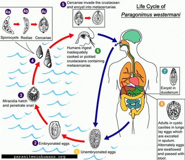 Life Cycle of Paragonimus Westermani 