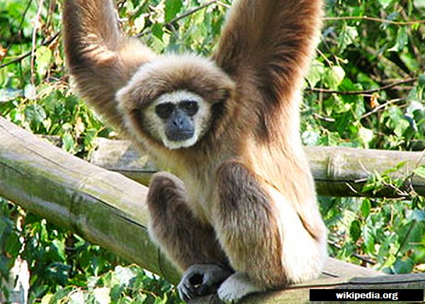 Hoolock Gibbon Boon or boor