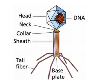Image result for bacteriophage
