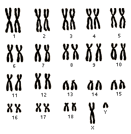 Y-chromosome