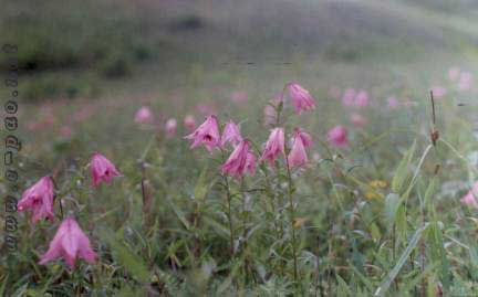 The Famed Dzuko Lily in bloom at Dzuko valley