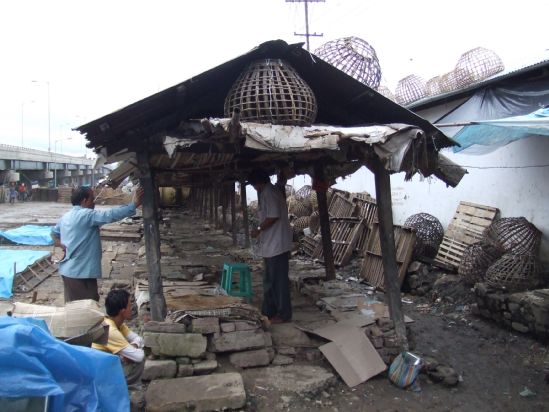 Bird Flu Strikes Manipur :: 25th July 2007