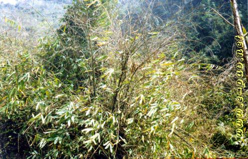 Flowering Bamboos  in Tamenglong District