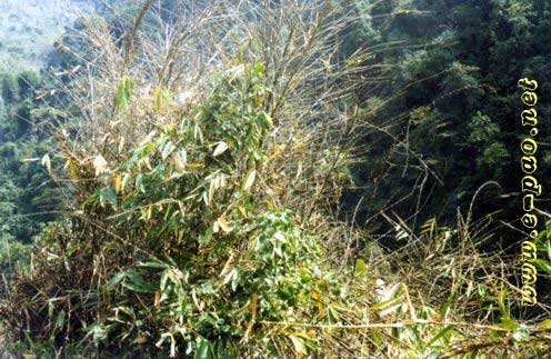 Flowering Bamboos  in Tamenglong District