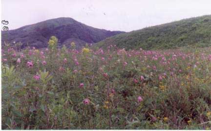 The Dzuko Valley of Manipur
