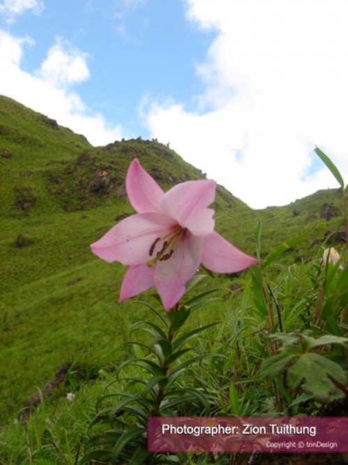 Siroy Lily , Shirui Lily