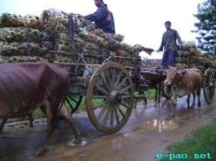 Ghost of bad road condition haunts CCPur pineapple farmers