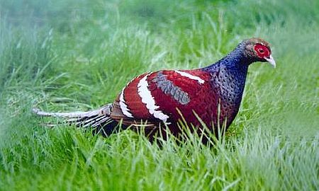 Nongin - The State Bird of Manipur