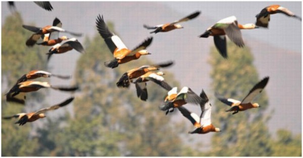 Nganuthangong : winter visiting migratory birds