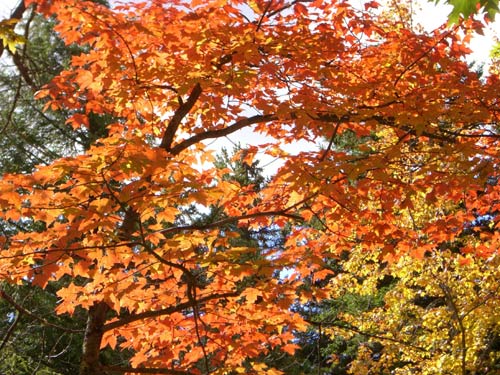 Fall in New England - 2006