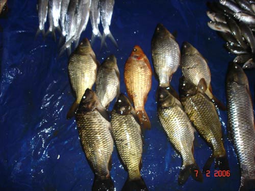 Fishes at Ema Keithel