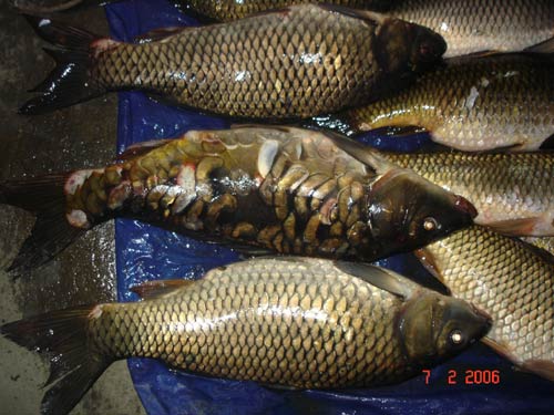 Fishes at Ema Keithel