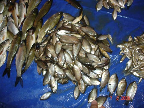 Fishes at Ema Keithel