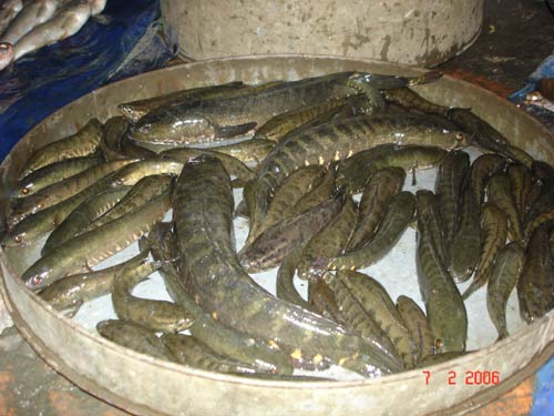 Fishes at Ema Keithel