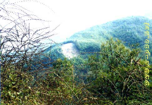 Flowering Bamboos in Tamenglong District