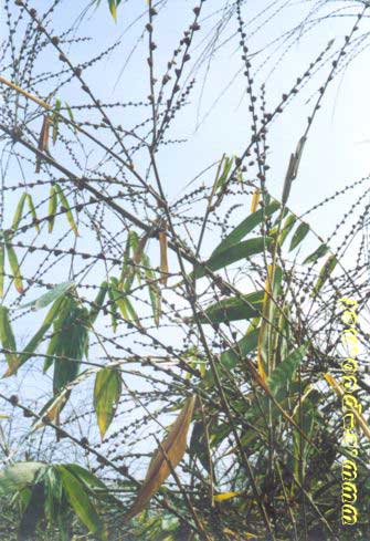 Flowering Bamboos  in Tamenglong District