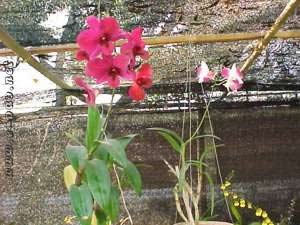 The 7th Flowers exhibition cum sale 12 Nov to 8 Dec 2001 at Imphal