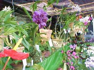 The 7th Flowers exhibition cum sale 12 Nov to 8 Dec 2001 at Imphal