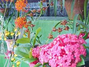 The 7th Flowers exhibition cum sale 12 Nov to 8 Dec 2001 at Imphal