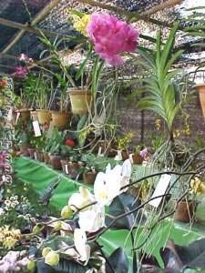 The 7th Flowers exhibition cum sale 12 Nov to 8 Dec 2001 at Imphal