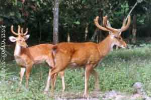 Varied Pictures from Manipur