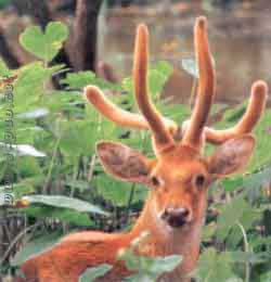 Varied Pictures from Manipur