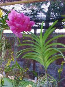 The 7th Flowers exhibition cum sale 12 Nov to 8 Dec 2001 at Imphal