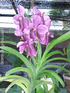 The 7th Flowers exhibition cum sale 12 Nov to 8 Dec 2001 at Imphal
