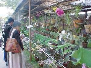 The 7th Flowers exhibition cum sale 12 Nov to 8 Dec 2001 at Imphal