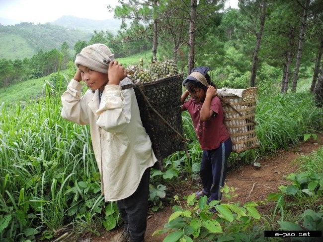 Pineapple grows beautifully at Jangnomphai; Sadar Hills