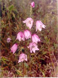 Very rare Shirui Lily flower having 7 flowers in a plant.